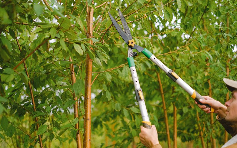 Tree trimming in Curlew, WA