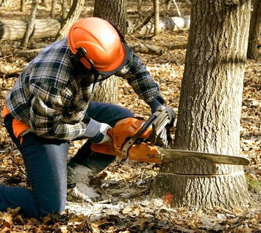Tree Removal in Curlew, WA